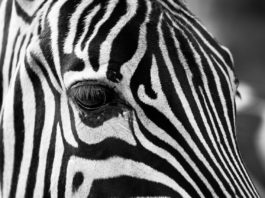 Prague Zoo and Botanical garden in Troja