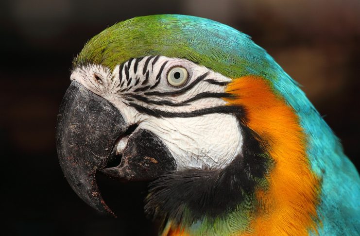 Top 6 Attractions in Prague with Kids